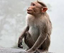 Le macaque