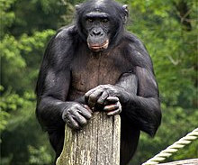 Bonobo