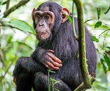 Chimpanzé