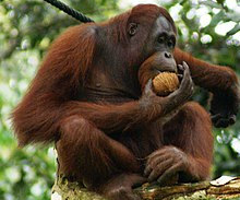 Orang-outan