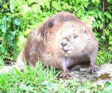 Castor