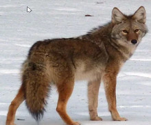 Le coyote