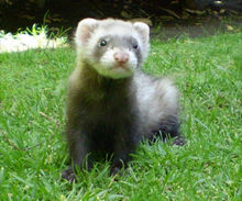Le furet