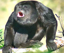 Le howler