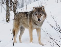 Le loup