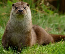 La loutre
