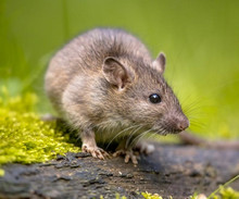 Rat