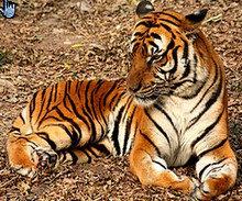 Tigre