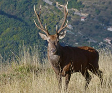 Le cerf