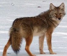 Le coyote