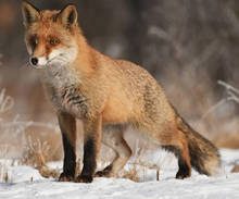 Le renard
