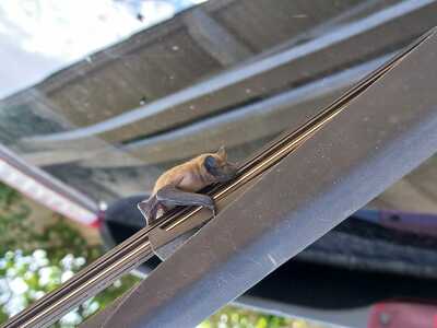 chauve souris 1