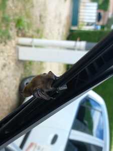 chauve souris